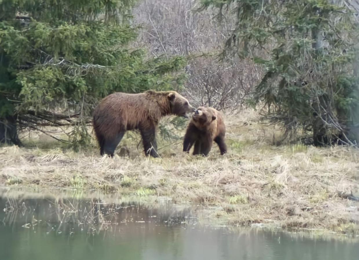 Alaska Grizzly Lodge Fairbanks Eksteriør billede