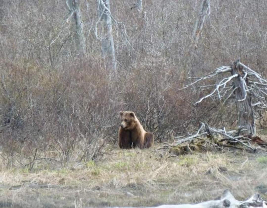 Alaska Grizzly Lodge Fairbanks Eksteriør billede
